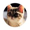 Profile picture for user albafy2