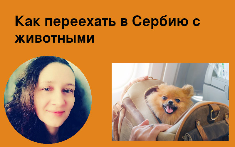 Как переехать в Сербию с животными