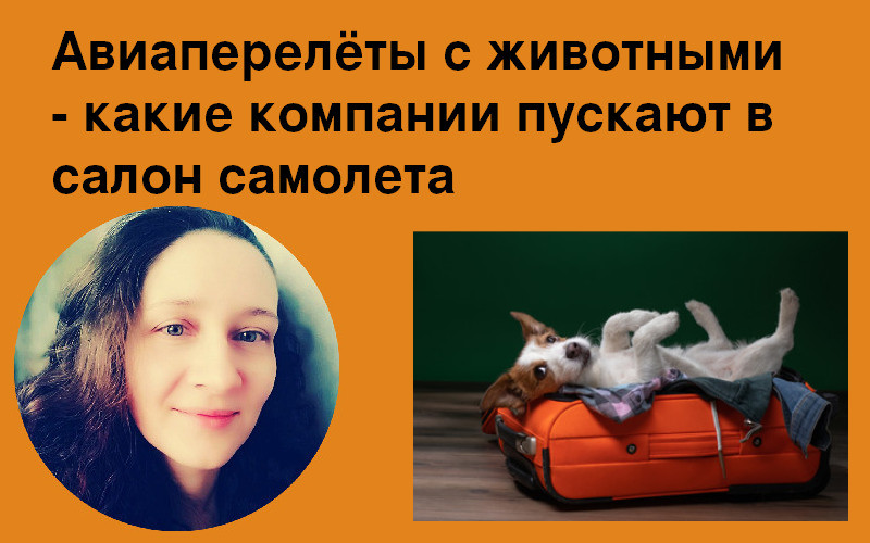 Авиаперелёты с животными - какие компании пускают в салон самолета