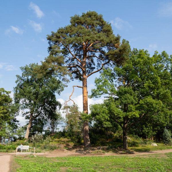 Старейшая сосна